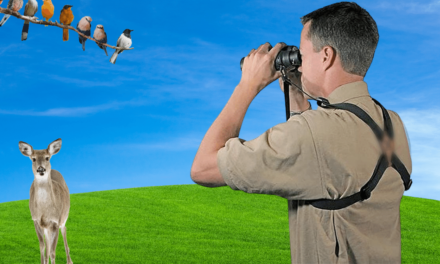 The Best Binocular Harness for Birding and Hunting