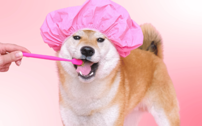 Unleash the Best Dental Care: Choosing the Best Dog Toothbrush for Your Furry Friend