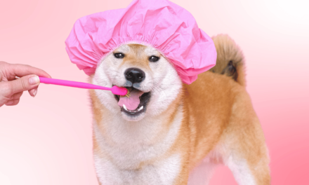 Unleash the Best Dental Care: Choosing the Best Dog Toothbrush for Your Furry Friend